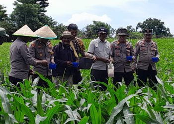 Usai Apel Pagi, Kapolres Palopo dan Jajarannya Tinjau Lahan Binaan Pemupukan Jagung