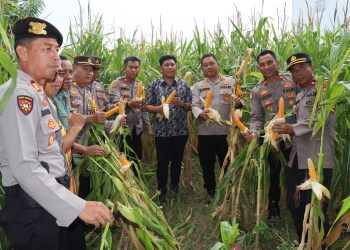 Kapolres Bulukumba Ikuti Zoom Meeting Panen Jagung Serentak, Dukung Ketahanan Pangan