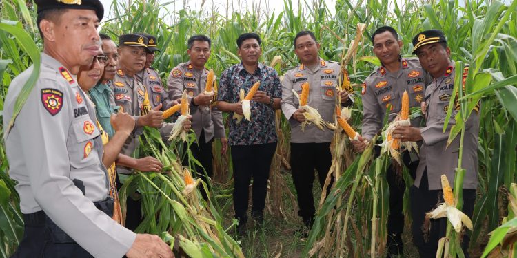 Kapolres Bulukumba Ikuti Zoom Meeting Panen Jagung Serentak, Dukung Ketahanan Pangan