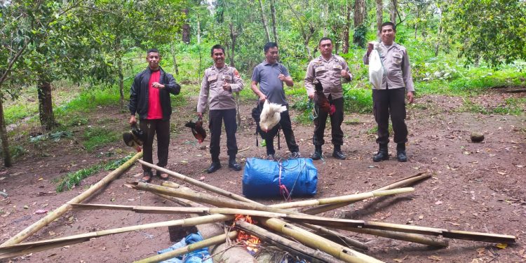 Grebek Sabung Ayam di Bulukumpa, Polisi Bakar Arena dan Amankan Ayam Aduan