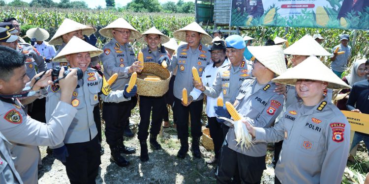 Kapolda Sulsel Panen Jagung di Bulukumba dalam Program Ketahanan Pangan