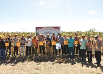 Kapolres Bulukumba Ikut Panen Jagung Serentak di Kecamatan Gantarang