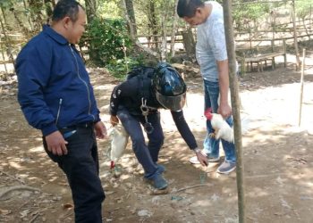 Polisi Gerebek Judi Sabung Ayam di Desa Sapobonto Bulukumpa, Pelaku Kabur