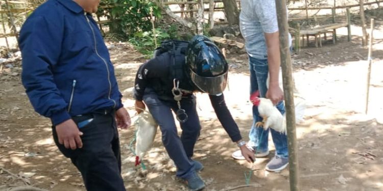 Polisi Gerebek Judi Sabung Ayam di Desa Sapobonto Bulukumpa, Pelaku Kabur