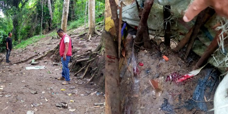 Gerebek Judi Sabung Ayam, Polsek Kindang Temukan Bercak Darah dan Bulu Ayam di Lokasi Kejadian!