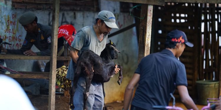 Pemkot Makassar Tata PKL di Bontoala, Lapak Kambing di Jalan Lamuru Dipindahkan