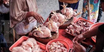 Sehari Jelang Idul Fitri, Harga Ayam di Pasar Senggol Tembus Rp85 Ribu Perekor – Masyarakat Tetap Beli Meski Terkejut