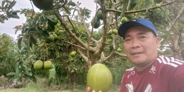 Tau Ga, Ada Agrowisata di Sidrap Yang Bisa “Minum Jus Alpukat Segar Setelah Memetiknya”
