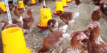 Kerjasama Yayasan Butta Porea dengan Lapas Makassar Hasilkan Integrated Urban Farming, Fokus Kemandirian dan Ketahanan Pangan