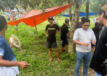 Penindakan Tegas Polres Palopo, Bongkar Arena Judi Sabung Ayam di Wara Barat Palopo
