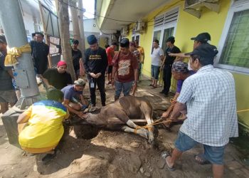 Perumda Pasar Makassar Gelar Qurban 3 Sapi, Komitmen Nyata Kepedulian Sosial