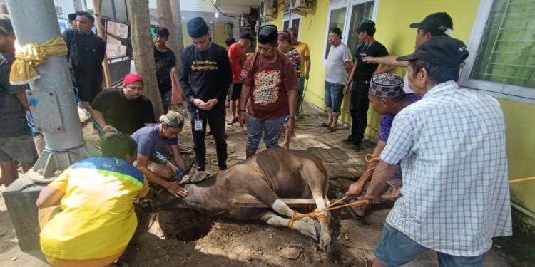 Perumda Pasar Makassar Gelar Qurban 3 Sapi, Komitmen Nyata Kepedulian Sosial