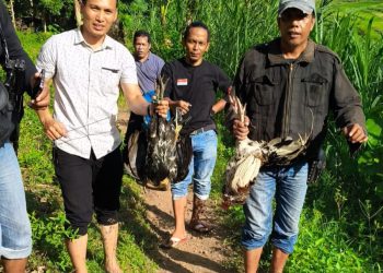 Bubarkan Judi Sabung Ayam, Polsek Gantarang Amankan Bukti di Bukit Tinggi