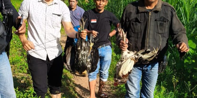 Bubarkan Judi Sabung Ayam, Polsek Gantarang Amankan Bukti di Bukit Tinggi