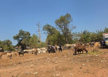 Bukan Lagi Tempat Sampah Biasa! TPA Tamangapa Punya Ranch Sapi Sendiri