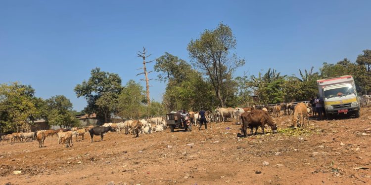 Bukan Lagi Tempat Sampah Biasa! TPA Tamangapa Punya Ranch Sapi Sendiri