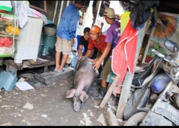 Pemkot Makassar Tertibkan Peternakan Babi di Panaikang, Pendekatan Humanis Tanpa Paksaan