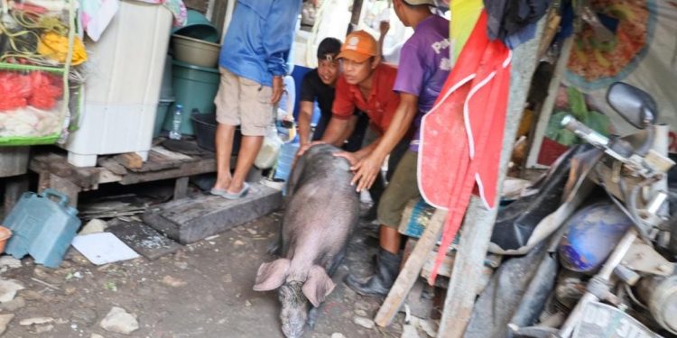 Pemkot Makassar Tertibkan Peternakan Babi di Panaikang, Pendekatan Humanis Tanpa Paksaan